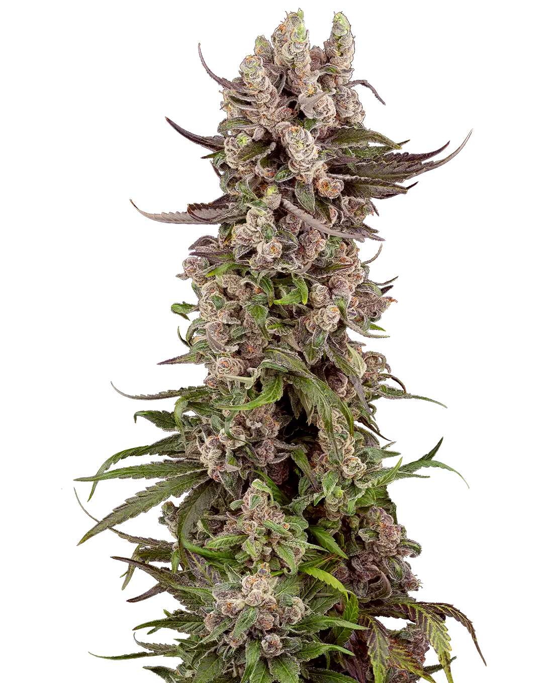 Trop Gelato Clone