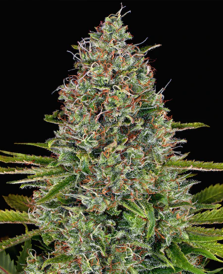 Afghani Clone
