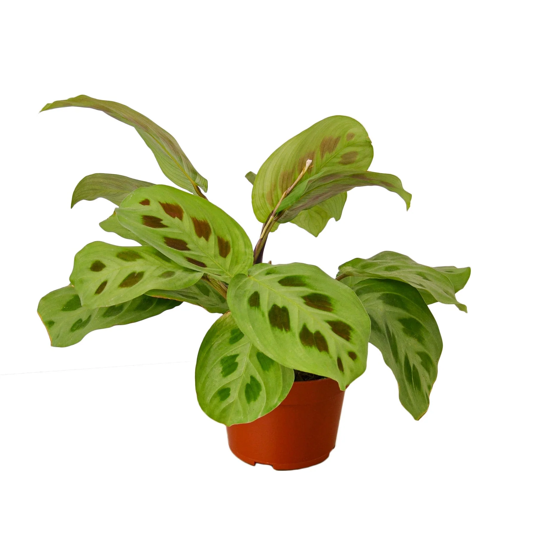 Maranta ‘Leuconeura’