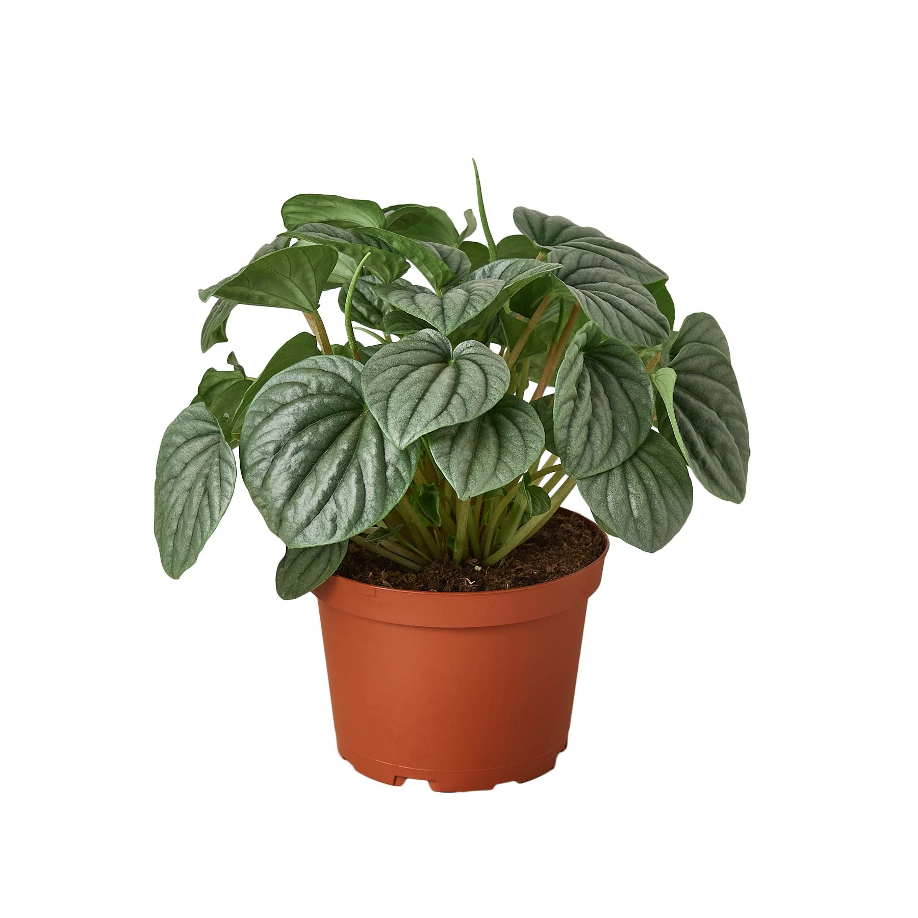 Peperomia ‘Frost’