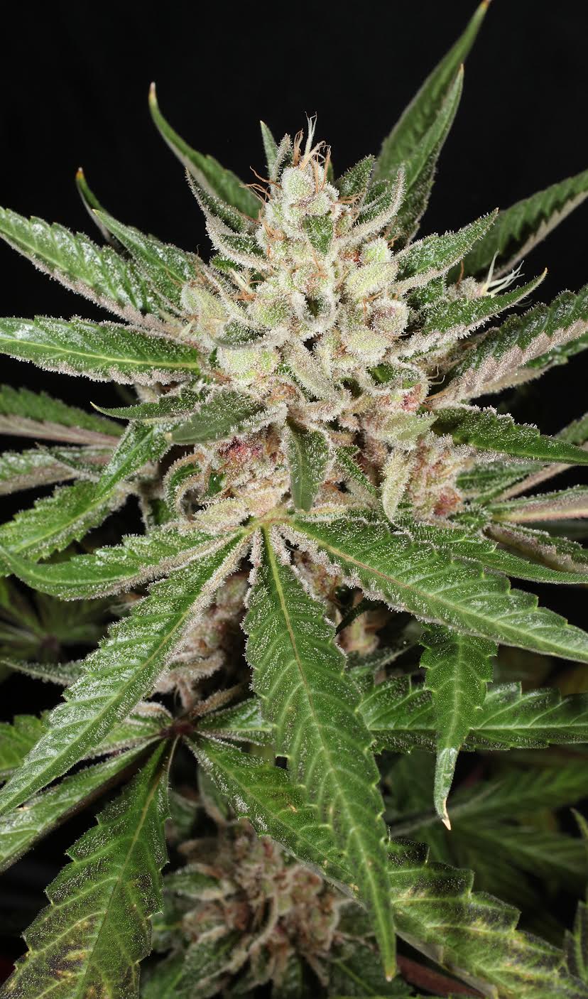 Mass Medical Strains – Lemon Pupil