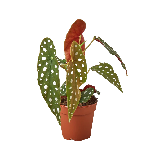 Begonia ‘Maculata’