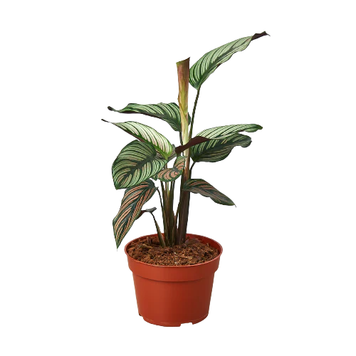 Calathea ‘White Star’