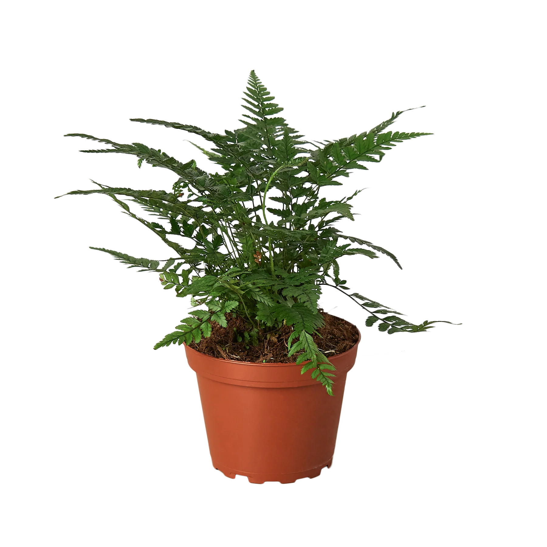 ‘Korean Rock’ Fern