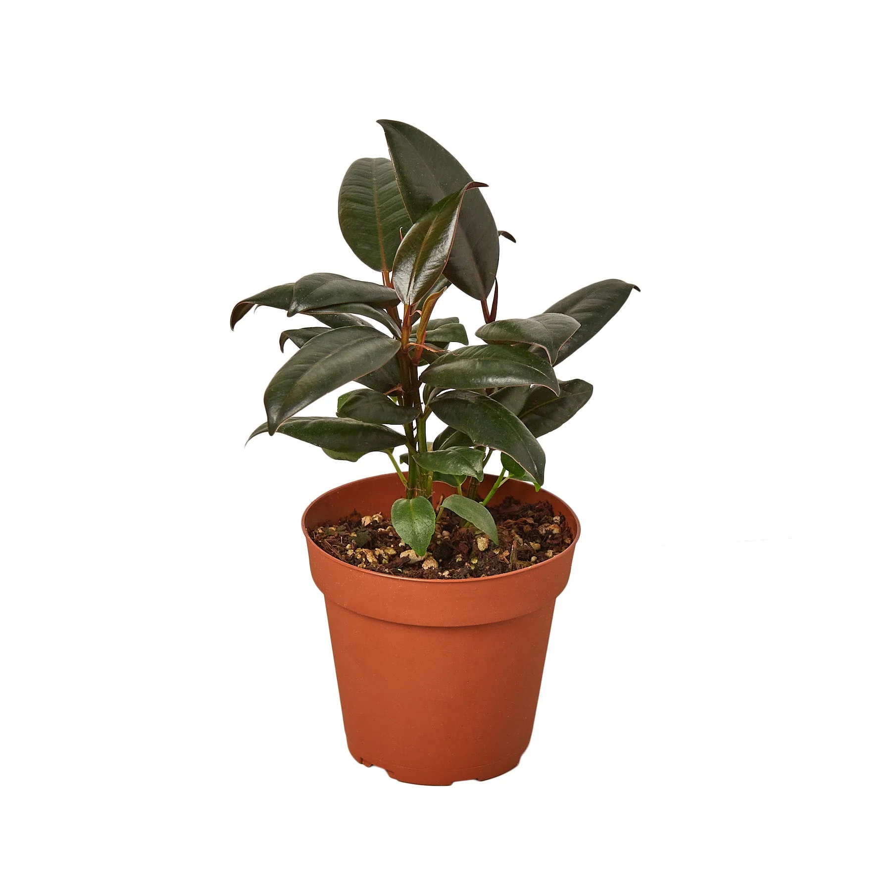 Ficus Elastica ‘Burgundy’