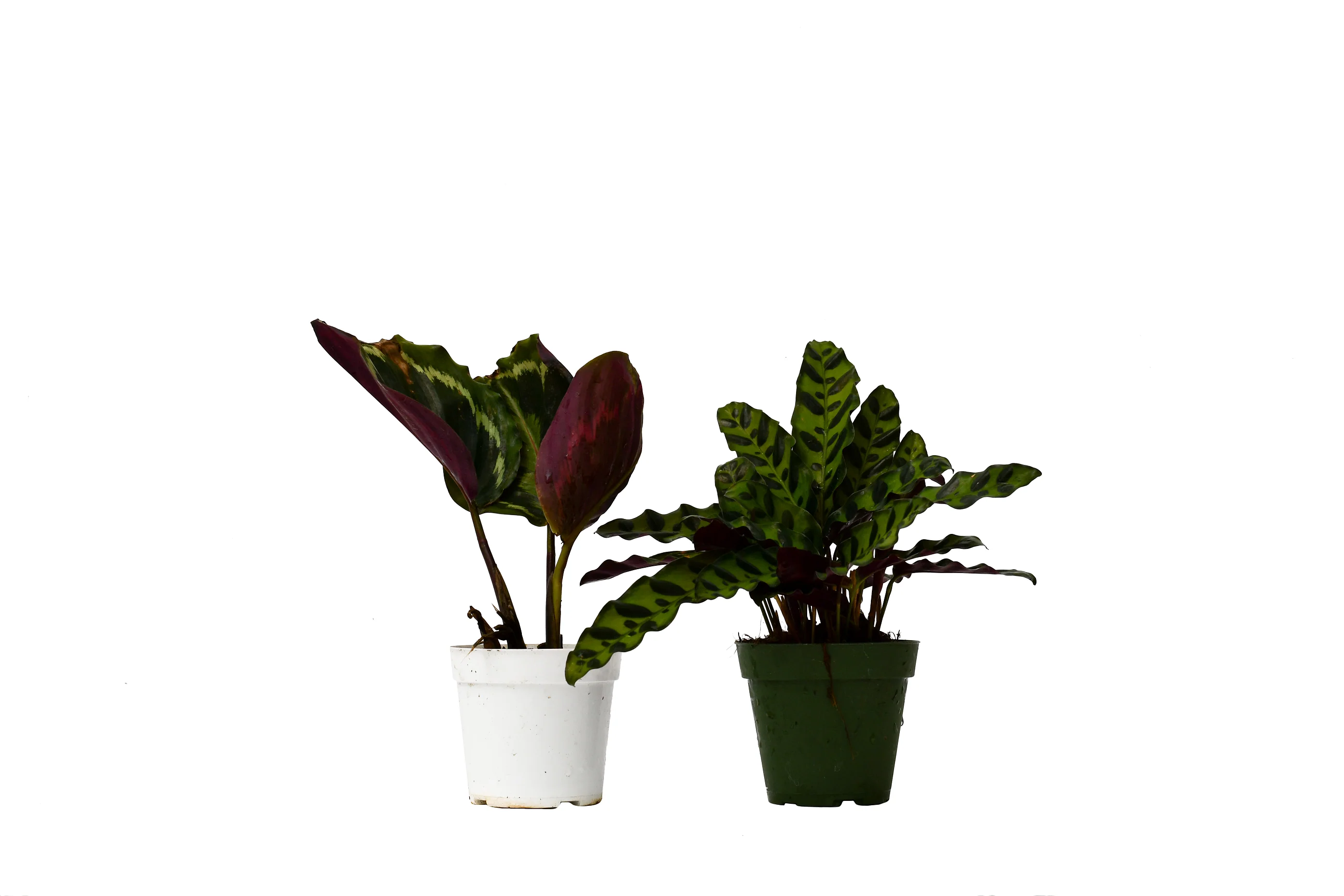 2 Calathea Plants Variety Pack in 4″ Pots
