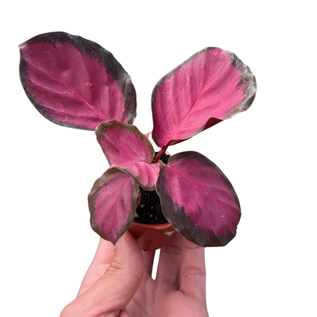 Calathea ‘Purple Rose’