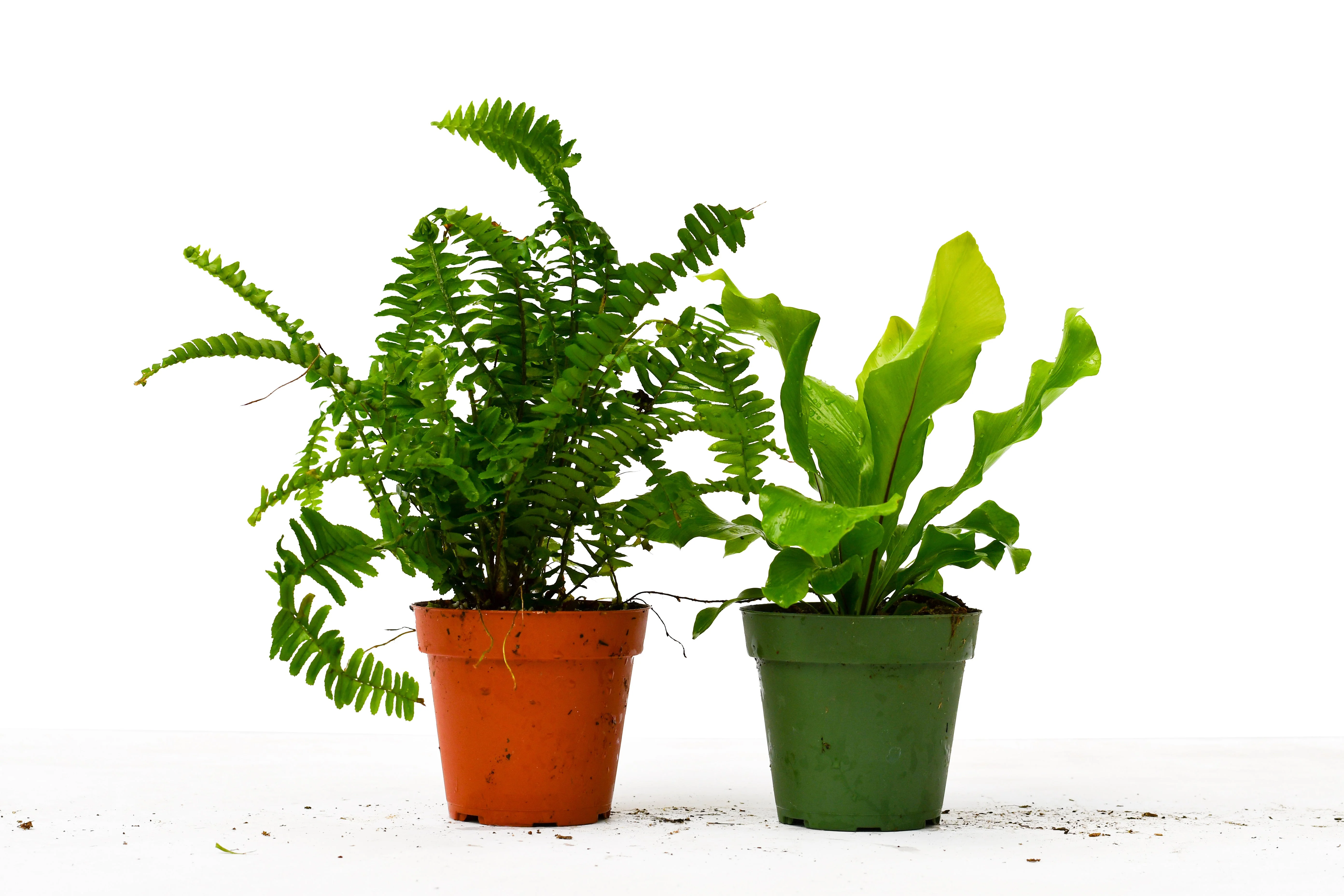 2 Fern Variety Pack – 4″ Pot