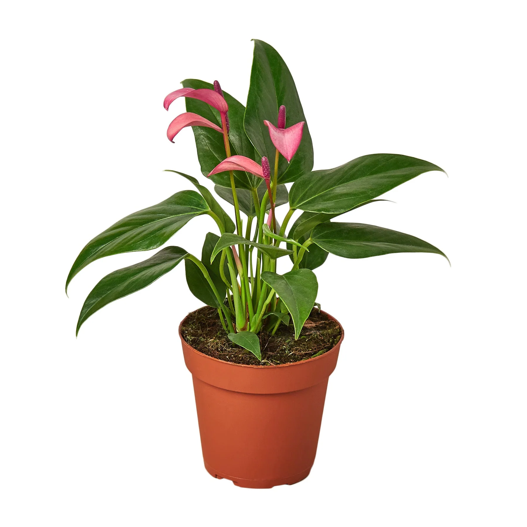 Anthurium ‘Purple’
