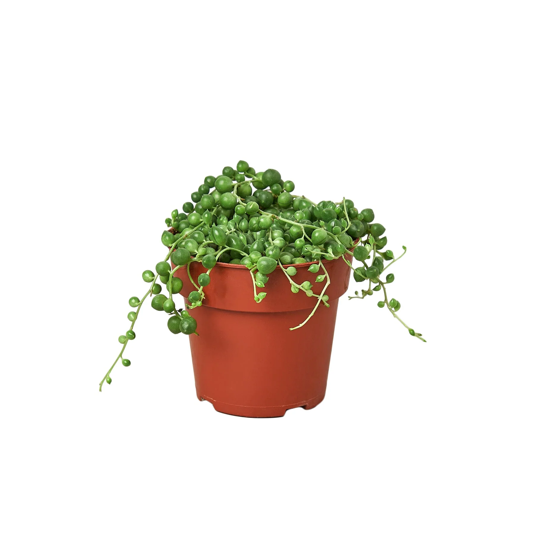 Succulent ‘String of Pearls’