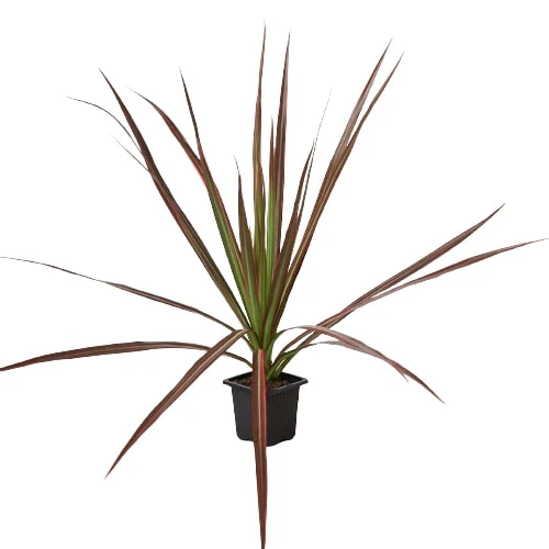 Dracaena 'Colorama' - Image 3
