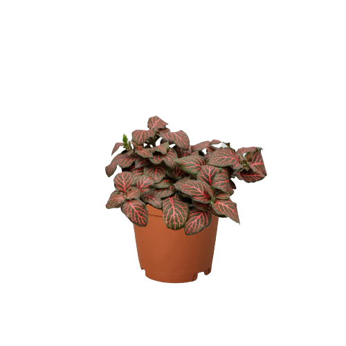 Fittonia ‘Red’