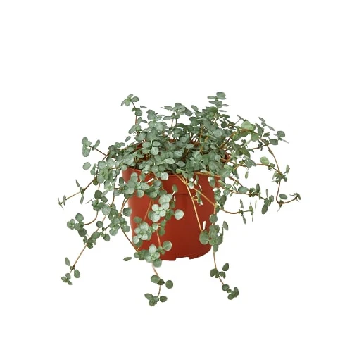 Nettle ‘Silver Sparkle’