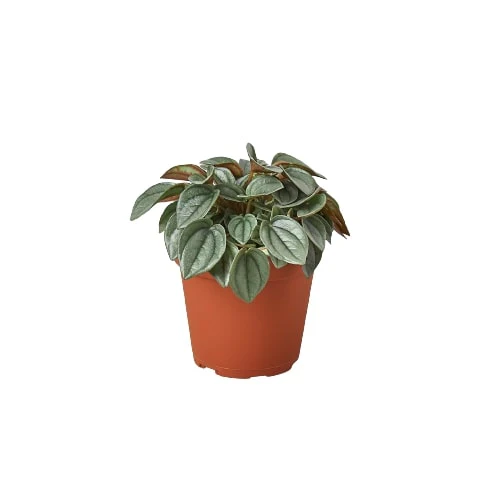 Peperomia ‘Napoli Nights’ – 4″ Pot