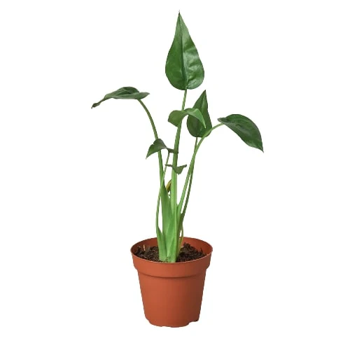 Alocasia ‘Tiny Dancer’ – 4″ Pot