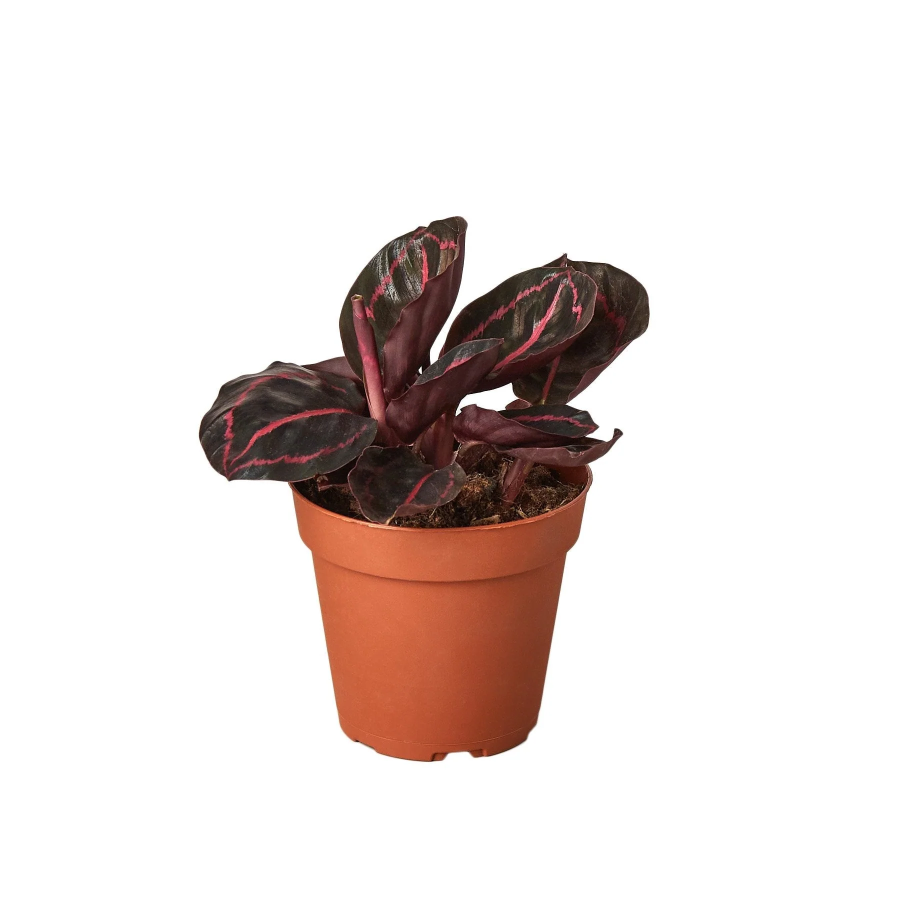 Calathea ‘Dottie’