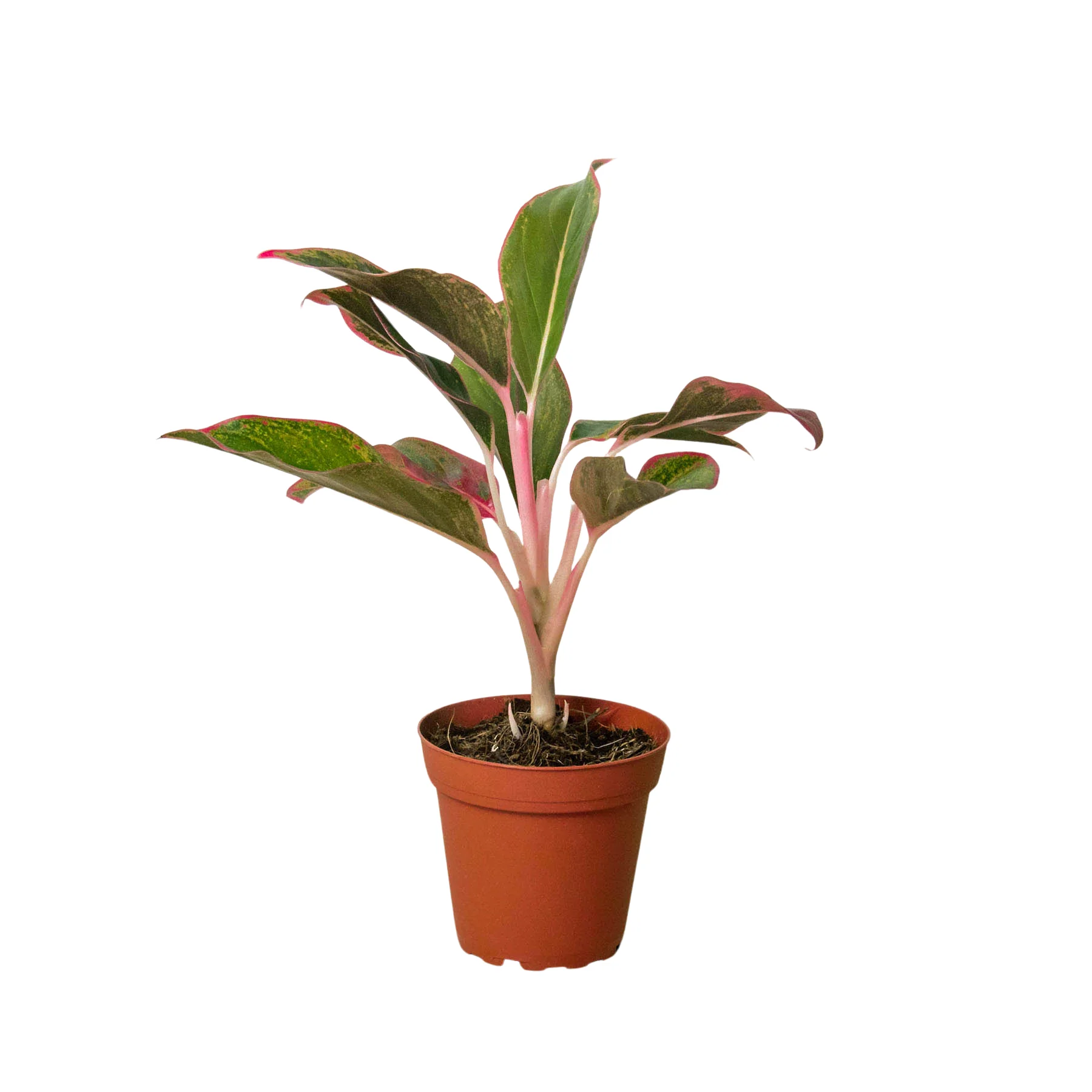 Chinese Evergreen ‘Red Siam’