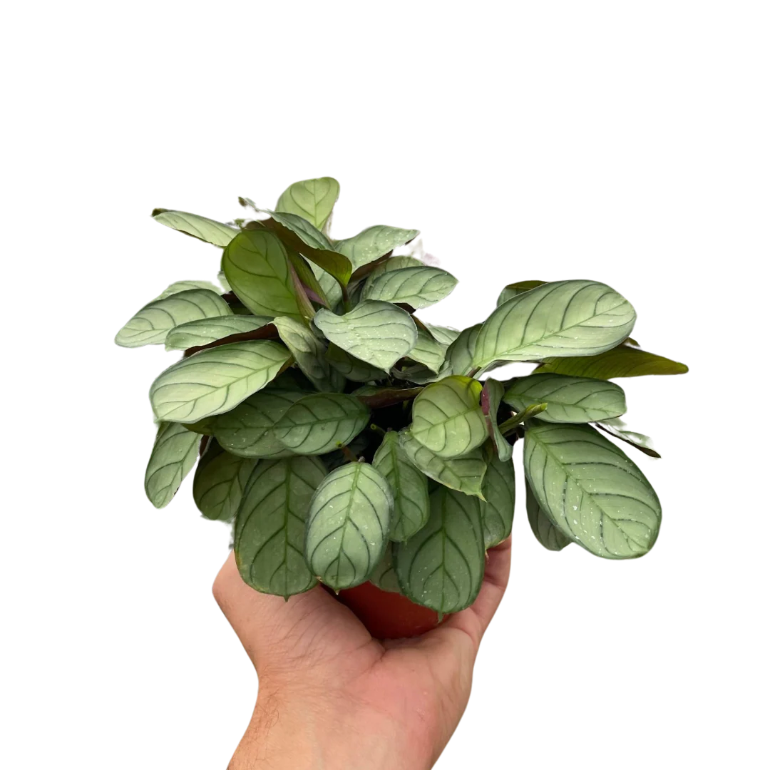 Ctenanthe burle-marxii ‘Amagris’