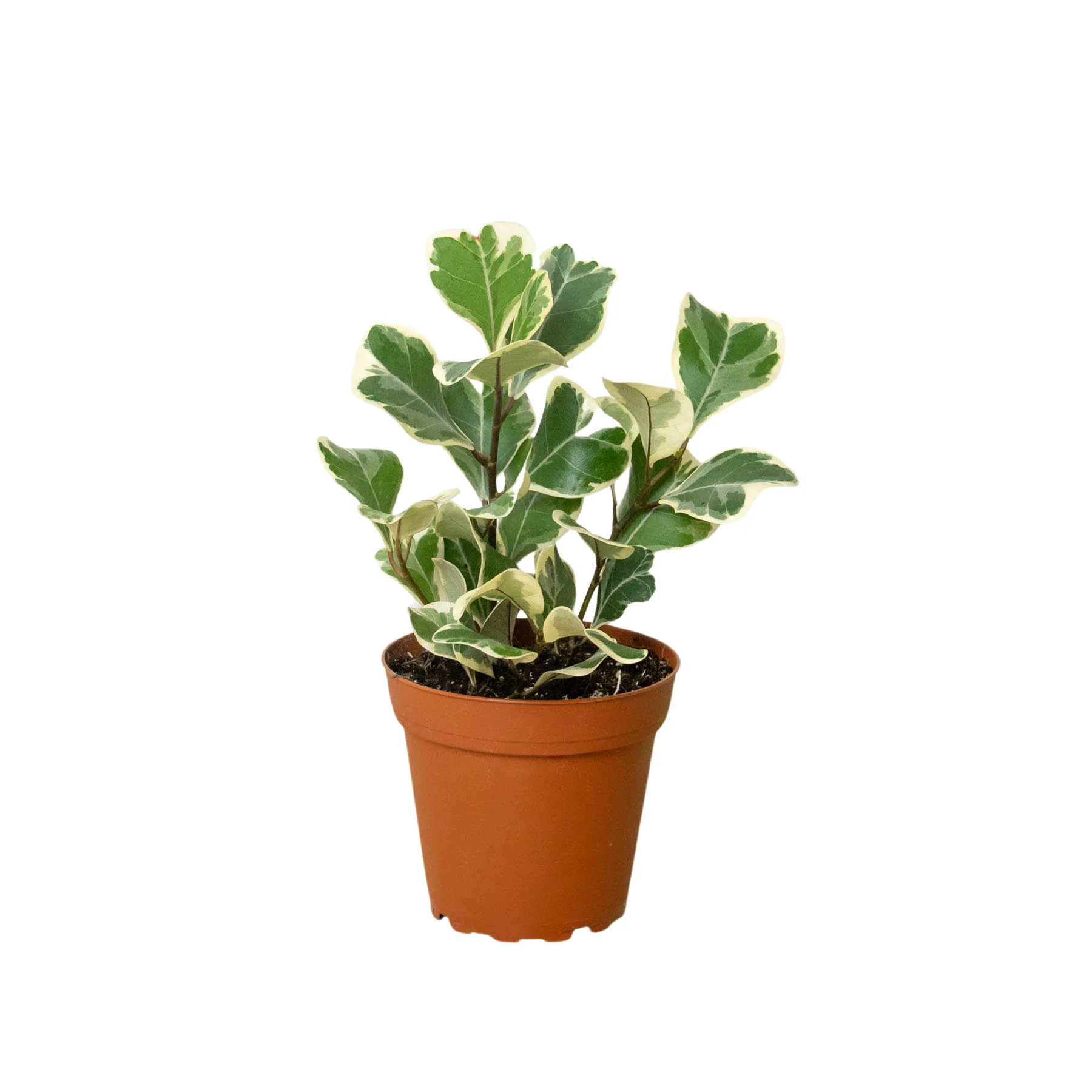 Ficus Elastica ‘Triangularis’ Variegated