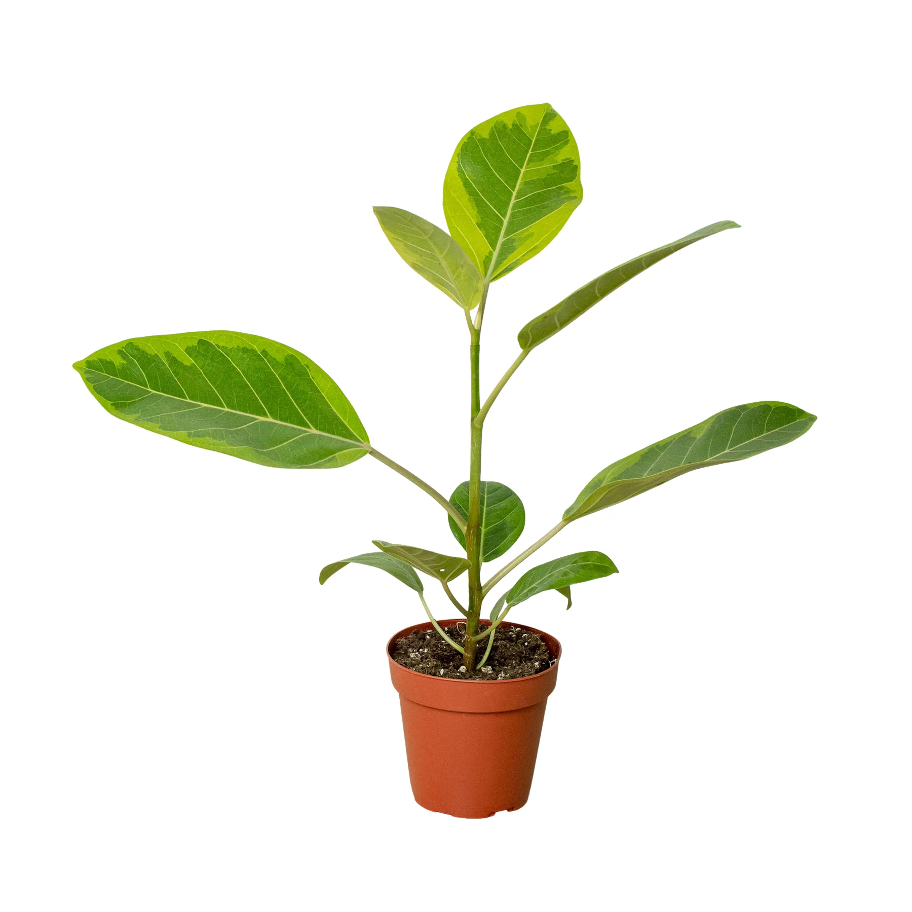 Ficus Altissima ‘Yellow Gem’