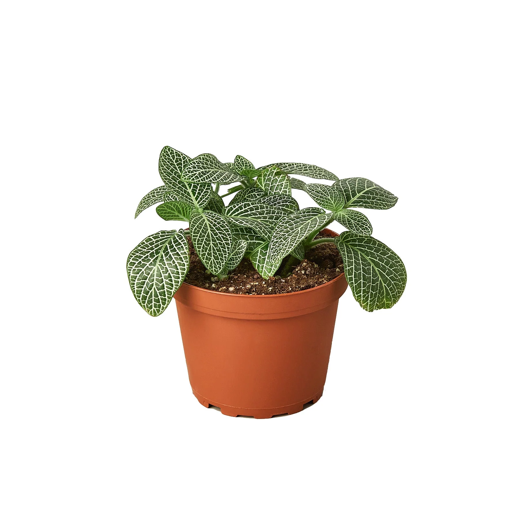 Fittonia ‘White Nerve Plant’