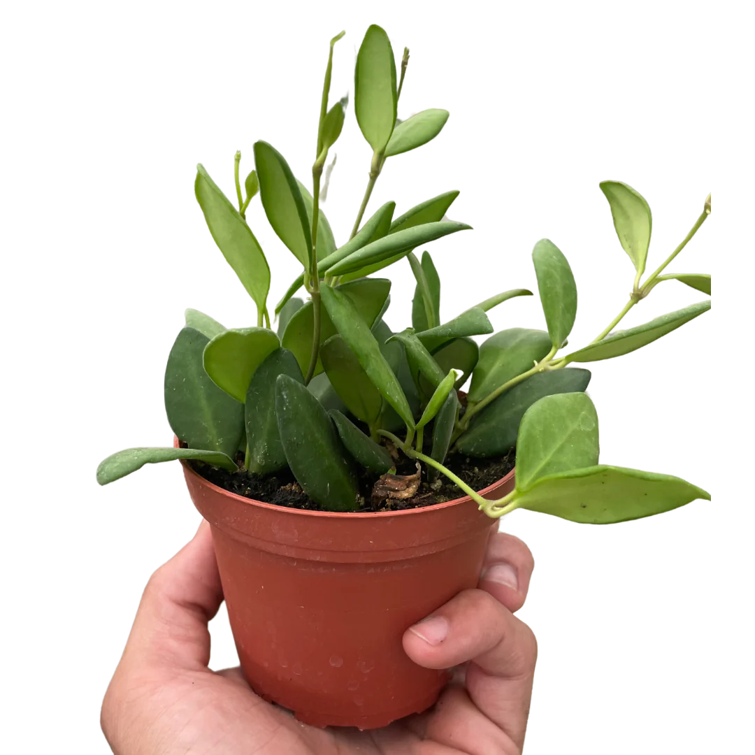 Hoya Chouke