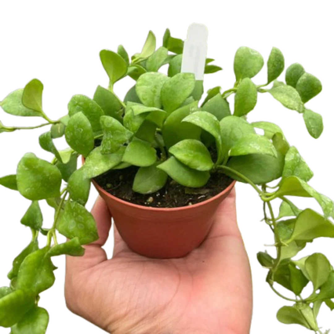 Hoya Heuschkeliana