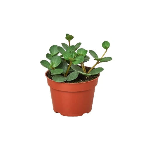 Peperomia ‘Hope’