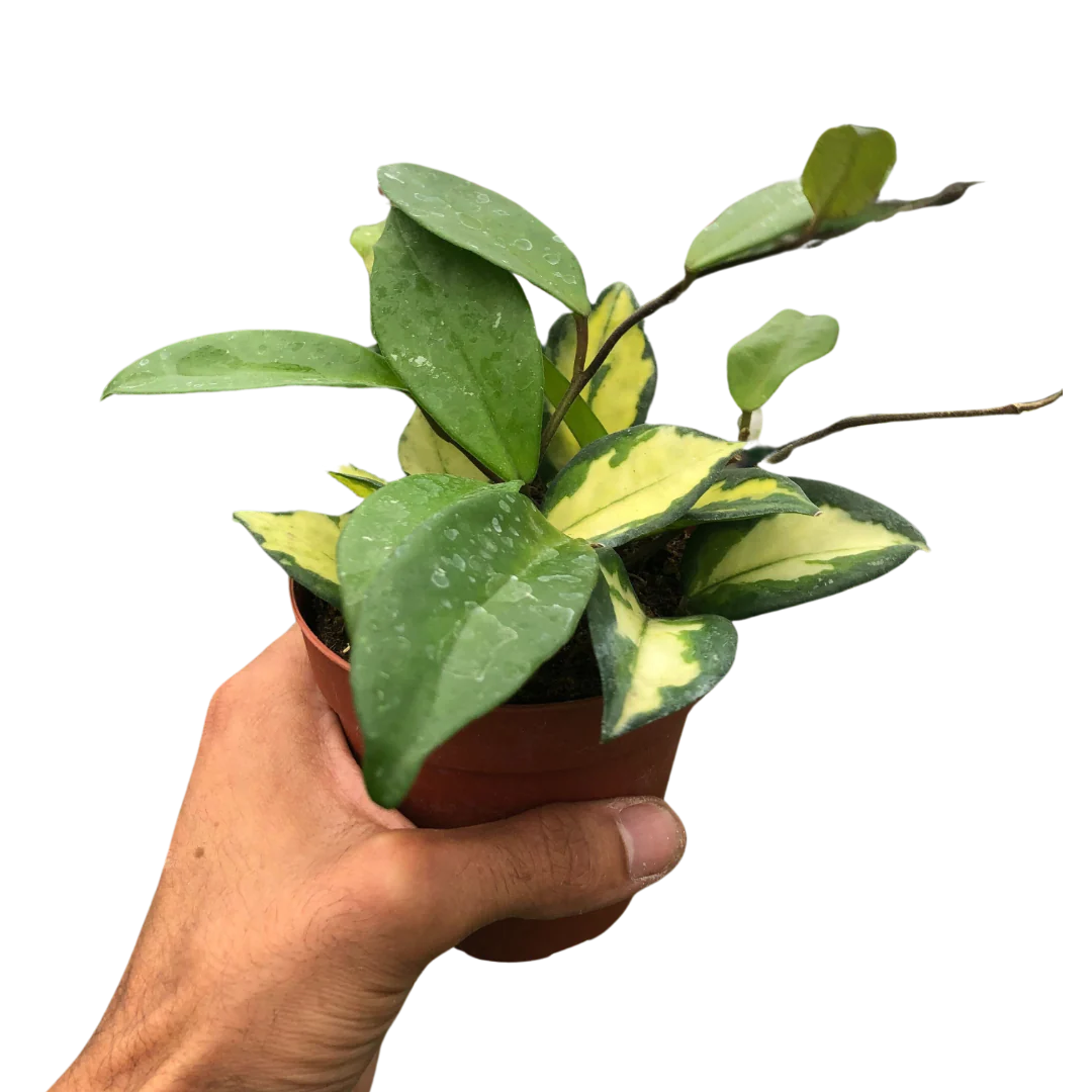 Hoya Carnosa ‘Krimson Princess’