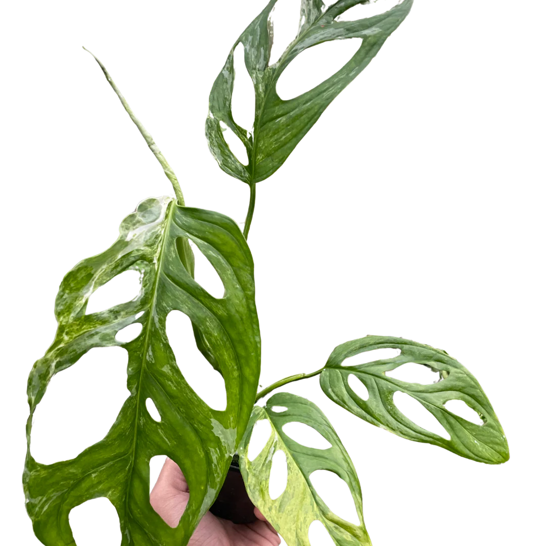 Monstera Adansonii ‘Swiss Cheese Variegated’