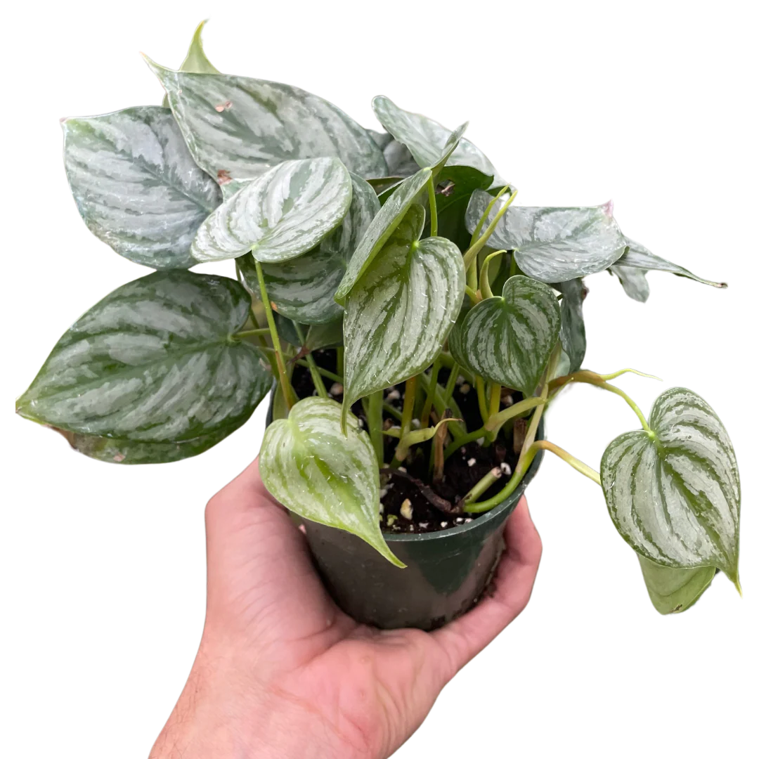 Philodendron ‘Brandi’