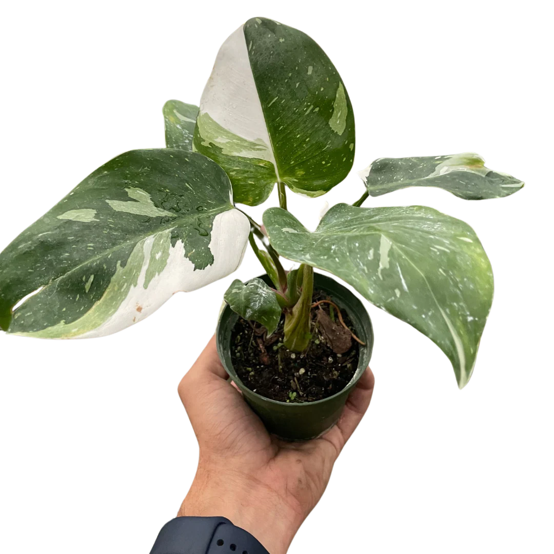 Philodendron ‘White Princess’