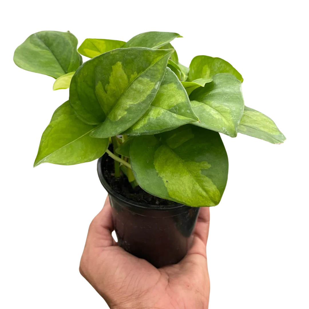 Pothos ‘Global Green’