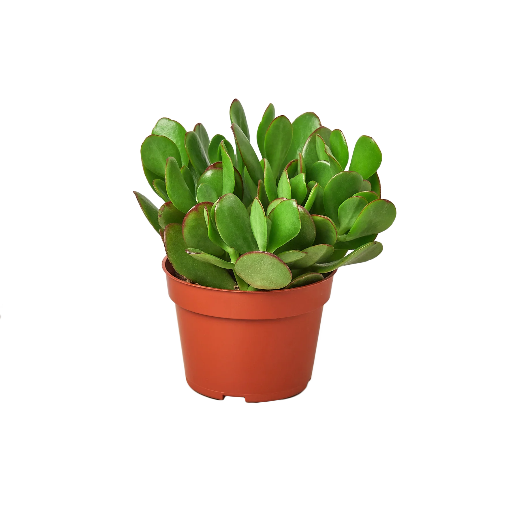 1 Succulent Monthly Subscription Box
