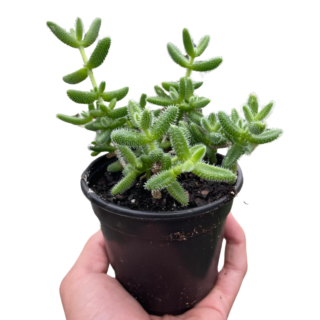 Delosperma echinatum ‘Pickle Plant’