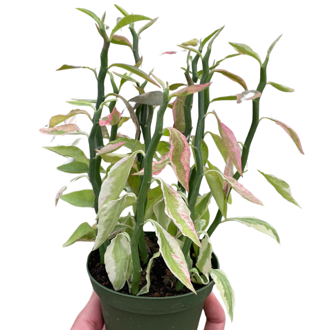 Variegated Devil’s Backbone Euphorbia