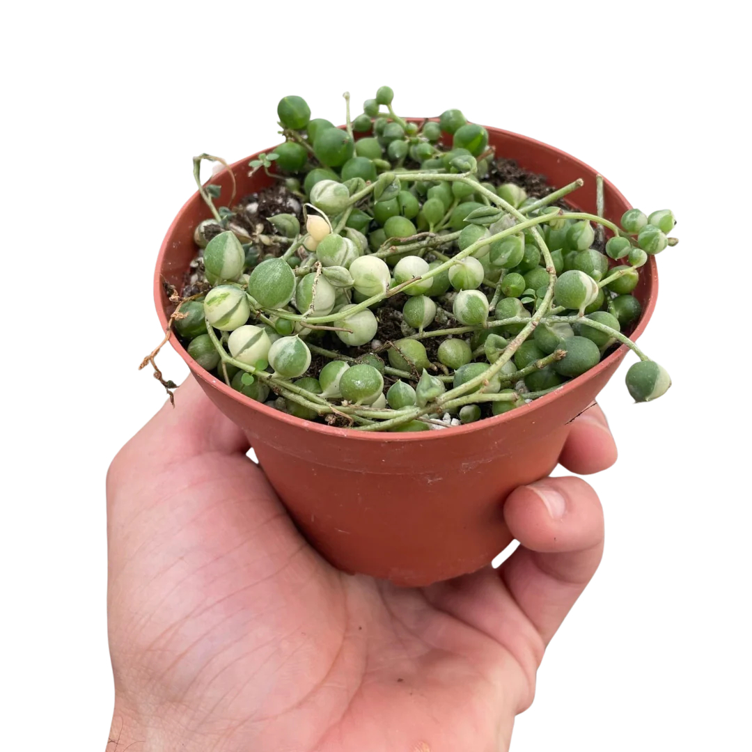 Succulent ‘String of Pearls’ Variegated
