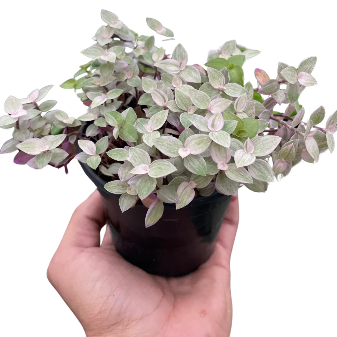 Tradescantia Callisia ‘Pink Panther’