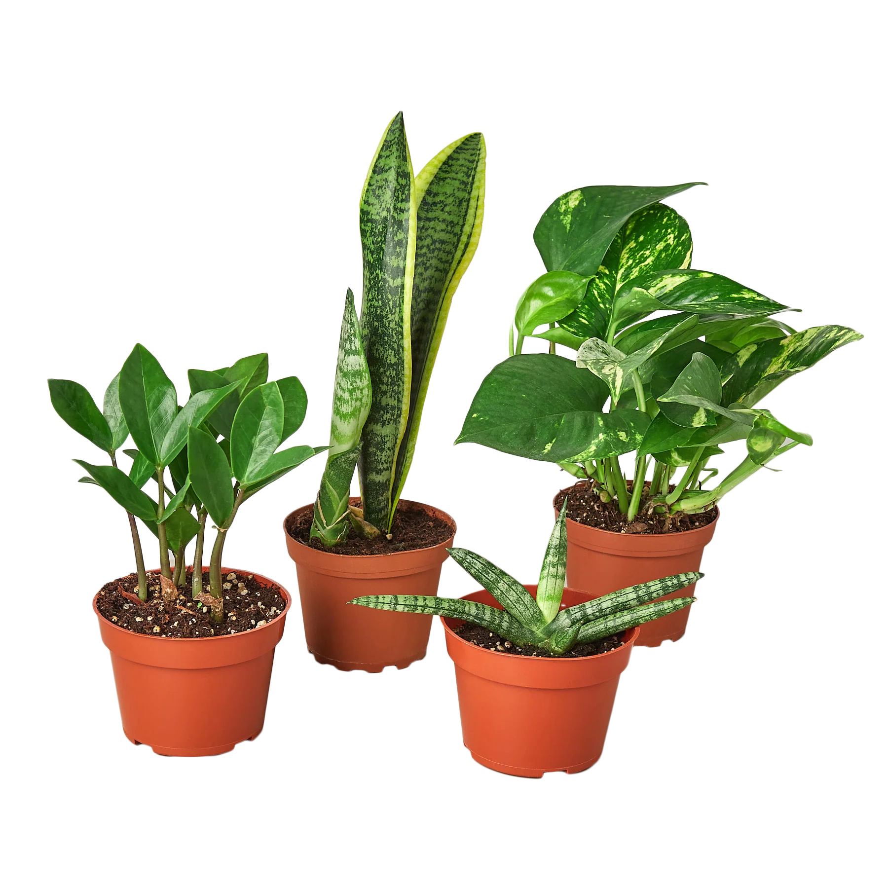 Easy Care Variety Bundle