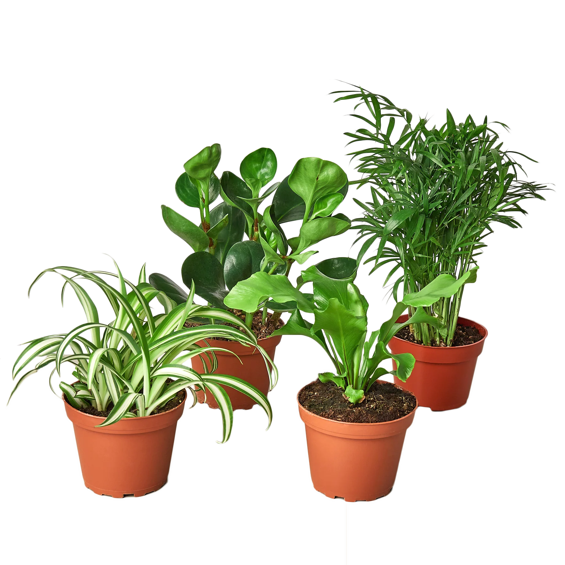 Pet Friendly Variety Bundle