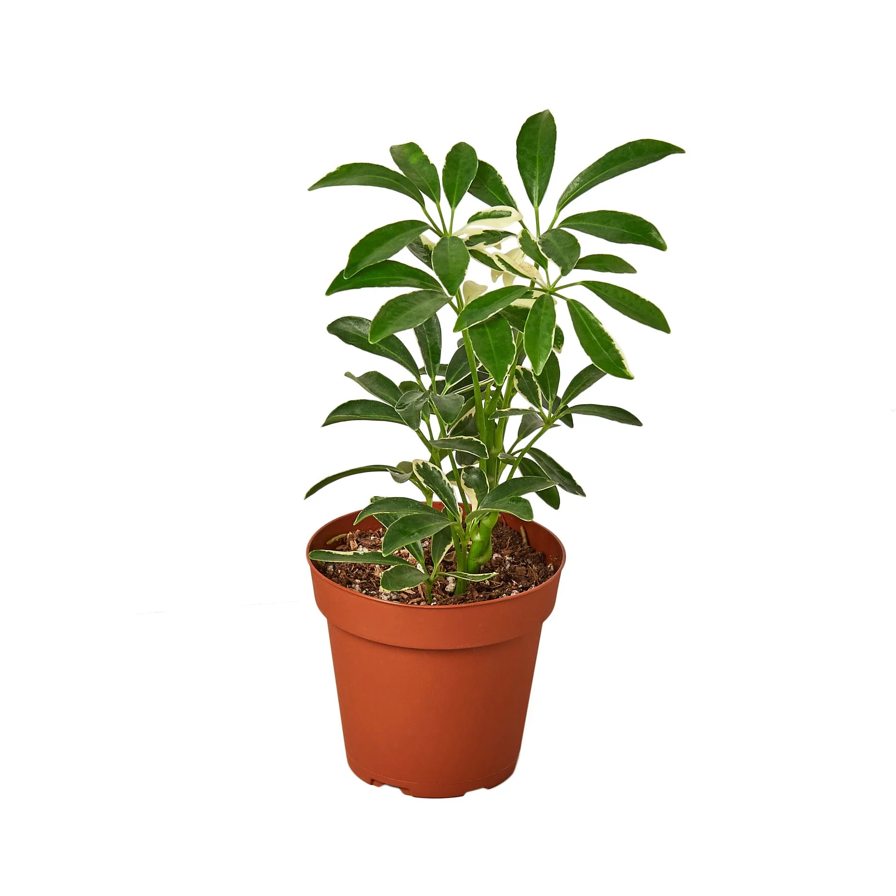 Schefflera Moonlight ‘Umbrella Plant’