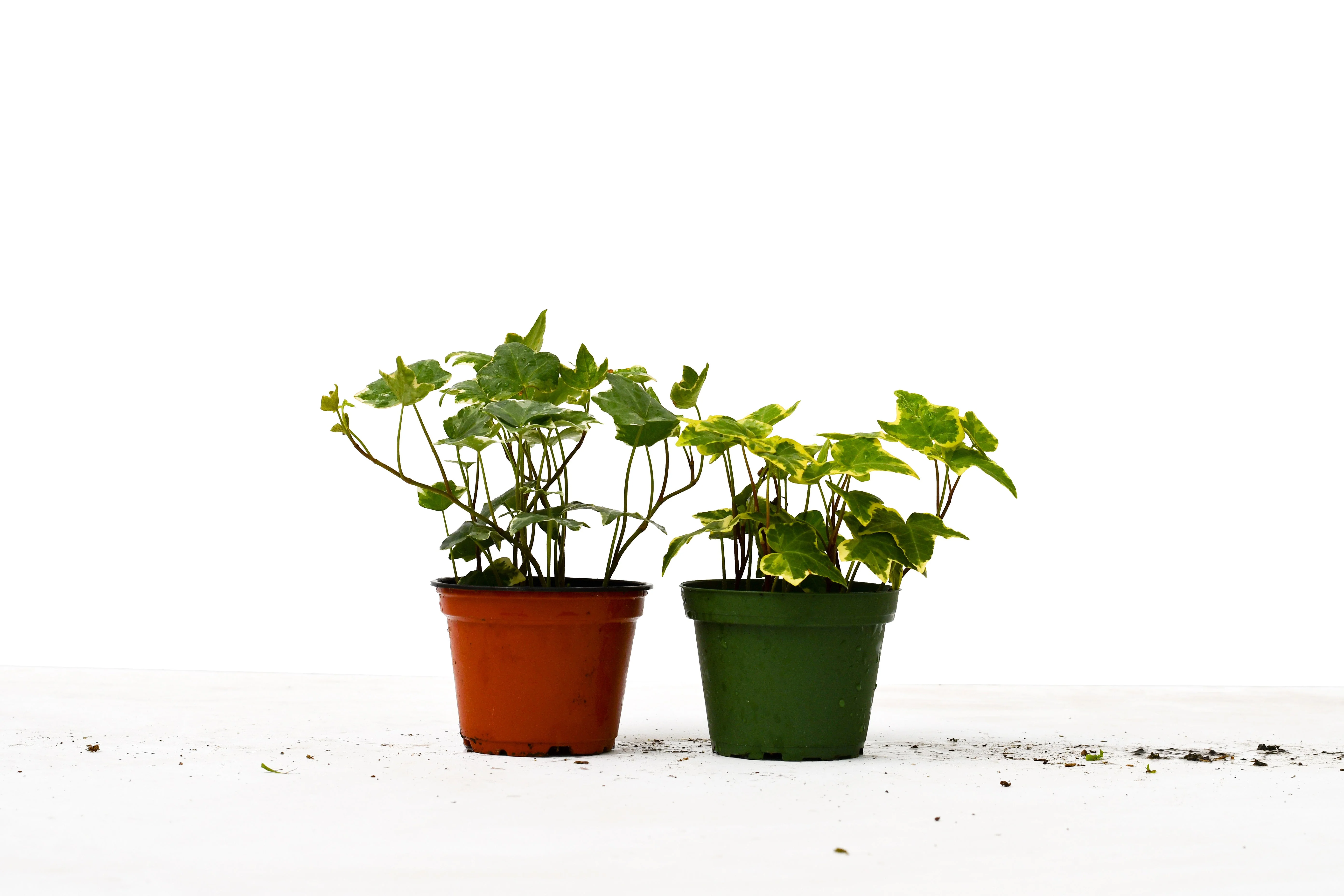 2 English Ivy Variety Pack – 4″ Pot