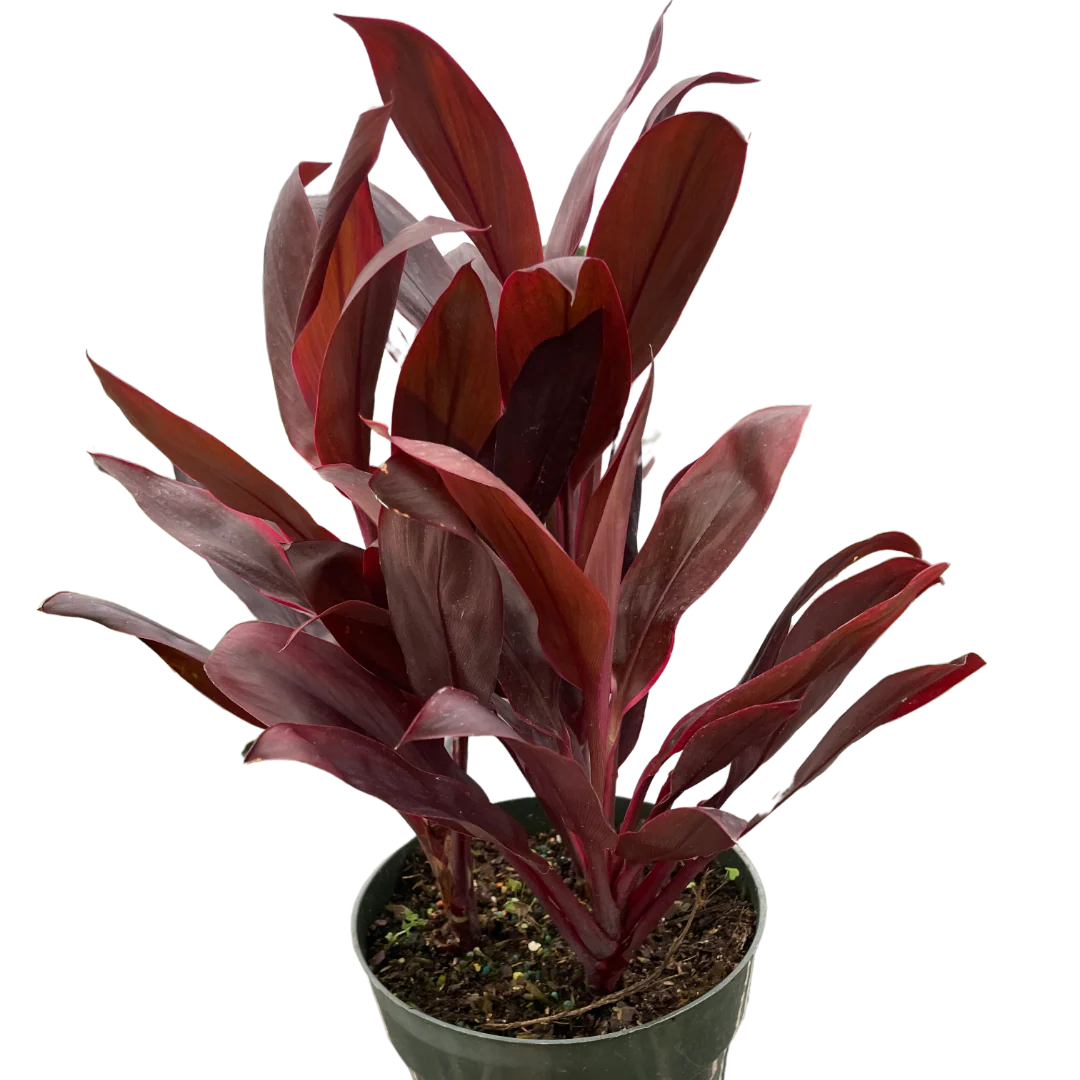 Cordyline ‘Calypso Queen’