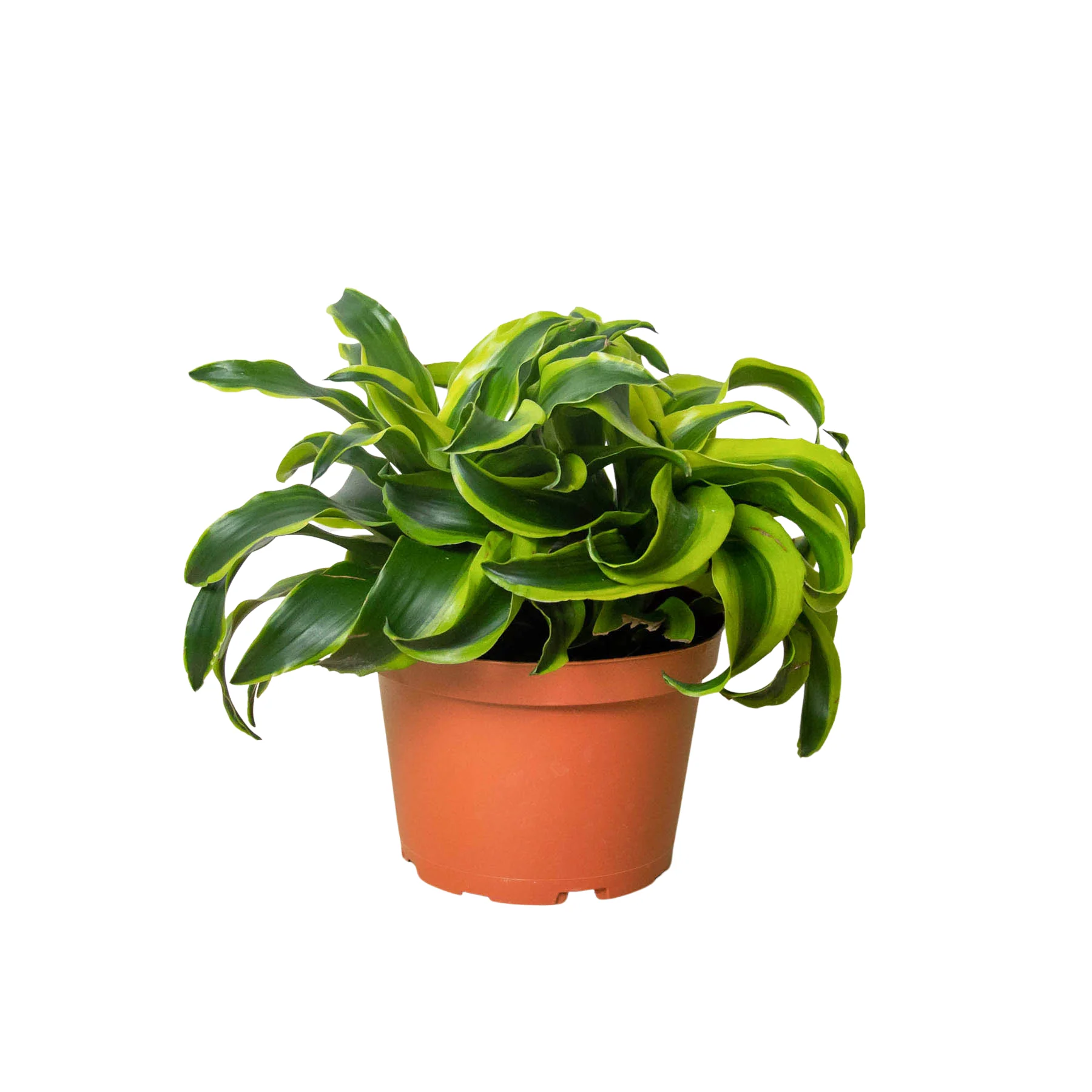 Dracaena ‘Tornado’