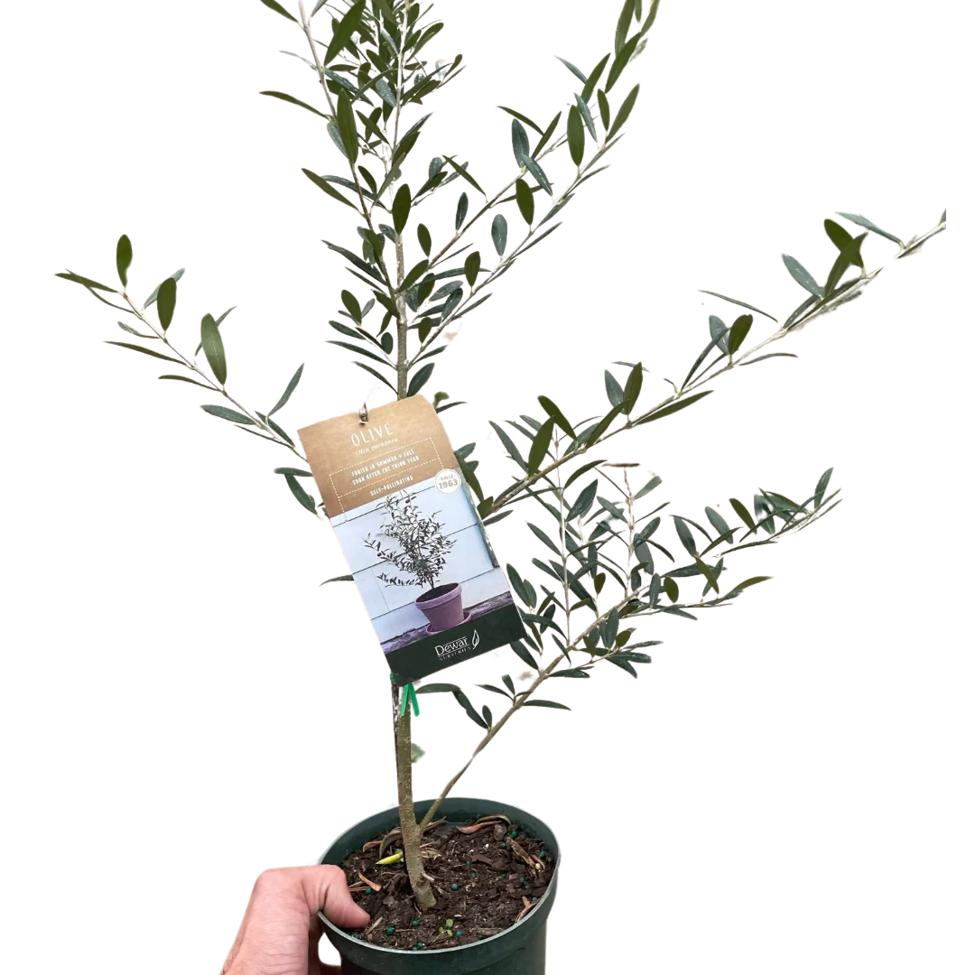 Common Olive Tree (Olea europaea)