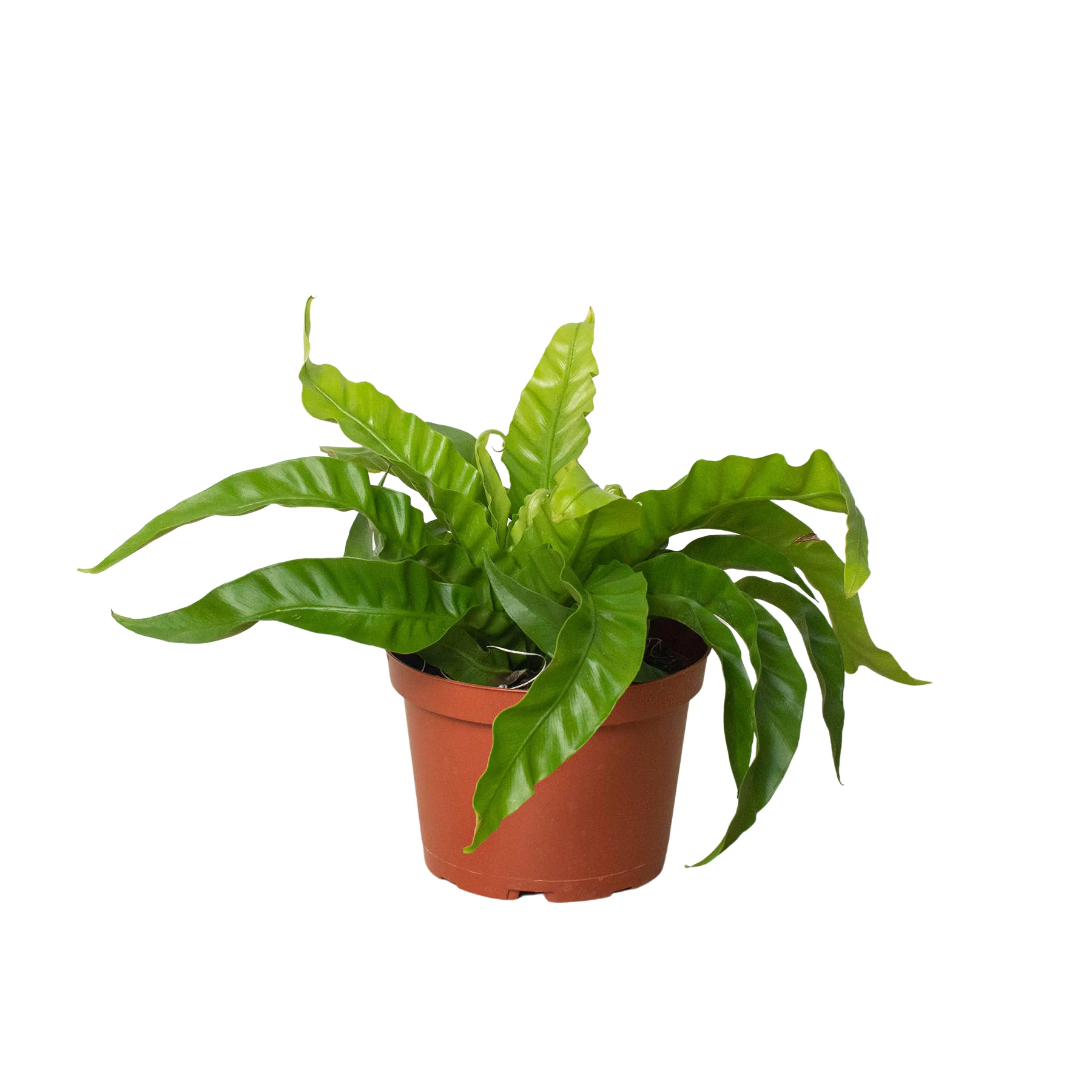 Fern ‘Bird’s Nest Hurricane’