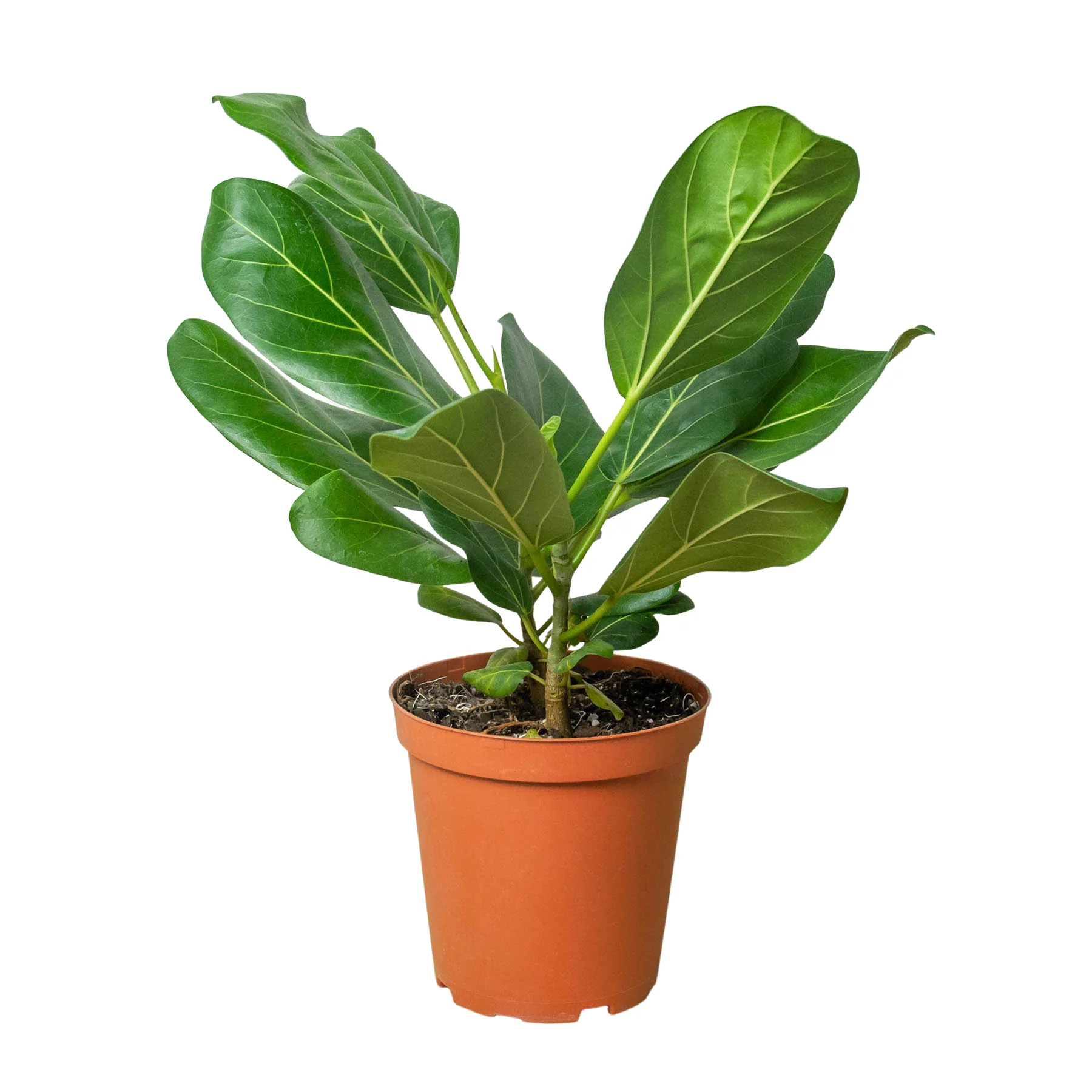Ficus ‘Audrey’