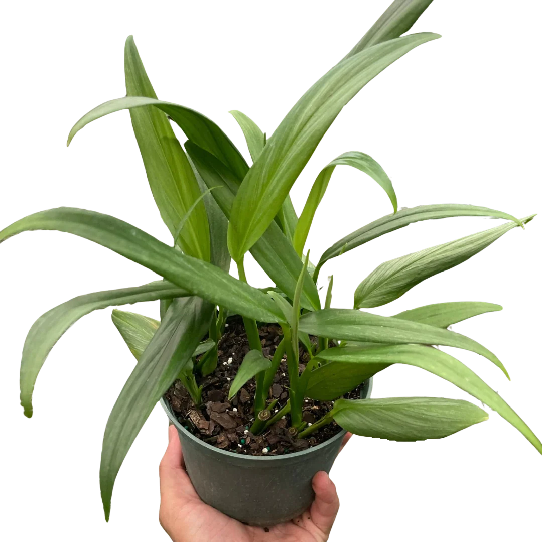 Pothos ‘Silver Streak’