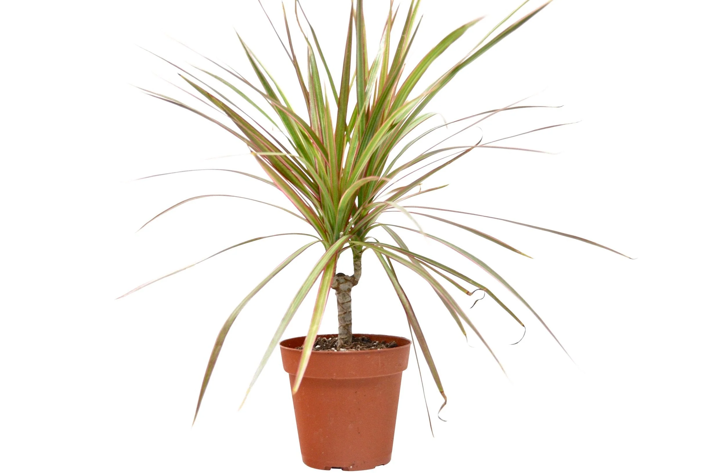 Dracaena ‘Red Margined’ – 4″ Pot
