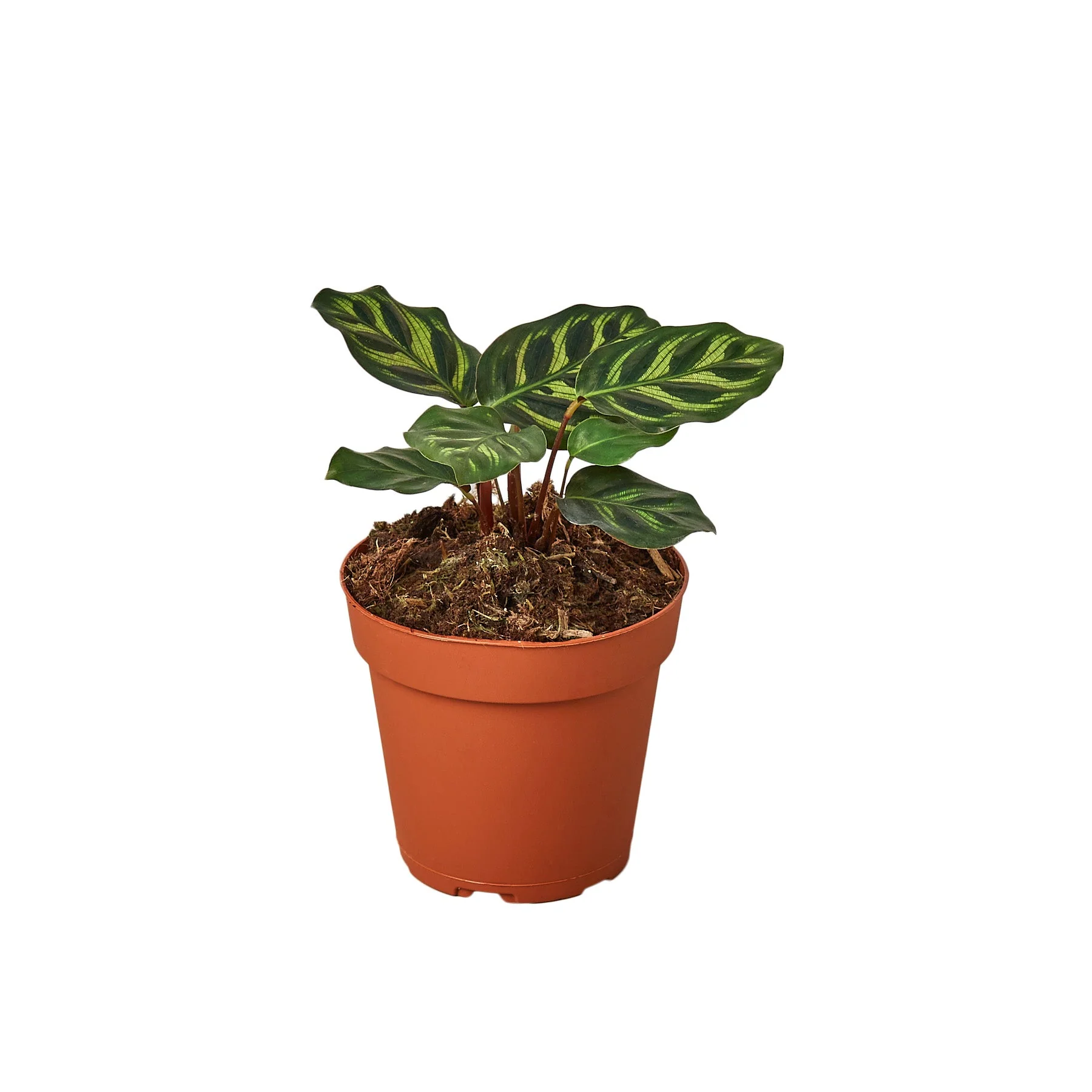 Calathea ‘Makoyana’